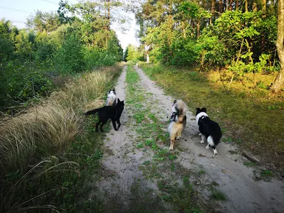 Szkolenia Psów - Follow The Dog - Warszawa, Józefów, Otwock, Mińsk Mazowiecki