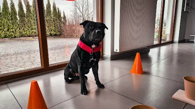 Mazurski Pies - pozytywne szkolenia